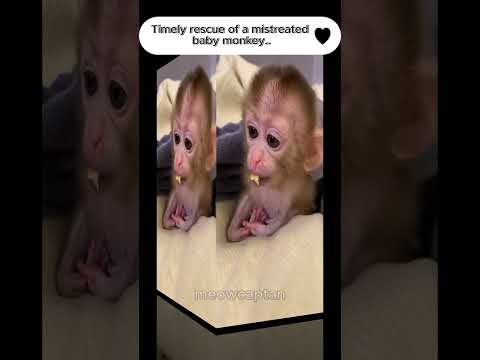 Poor baby monkey...is this monkey's mother??