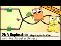 Exploring the Steps of DNA Replication