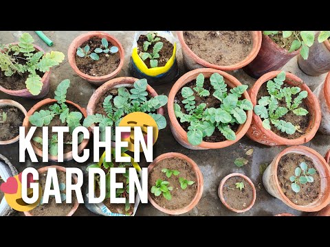 Kitchen Garden Overview ☺️