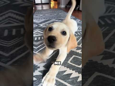 My puppy has a fun fact for you! #puppy #funny #cute #shorts