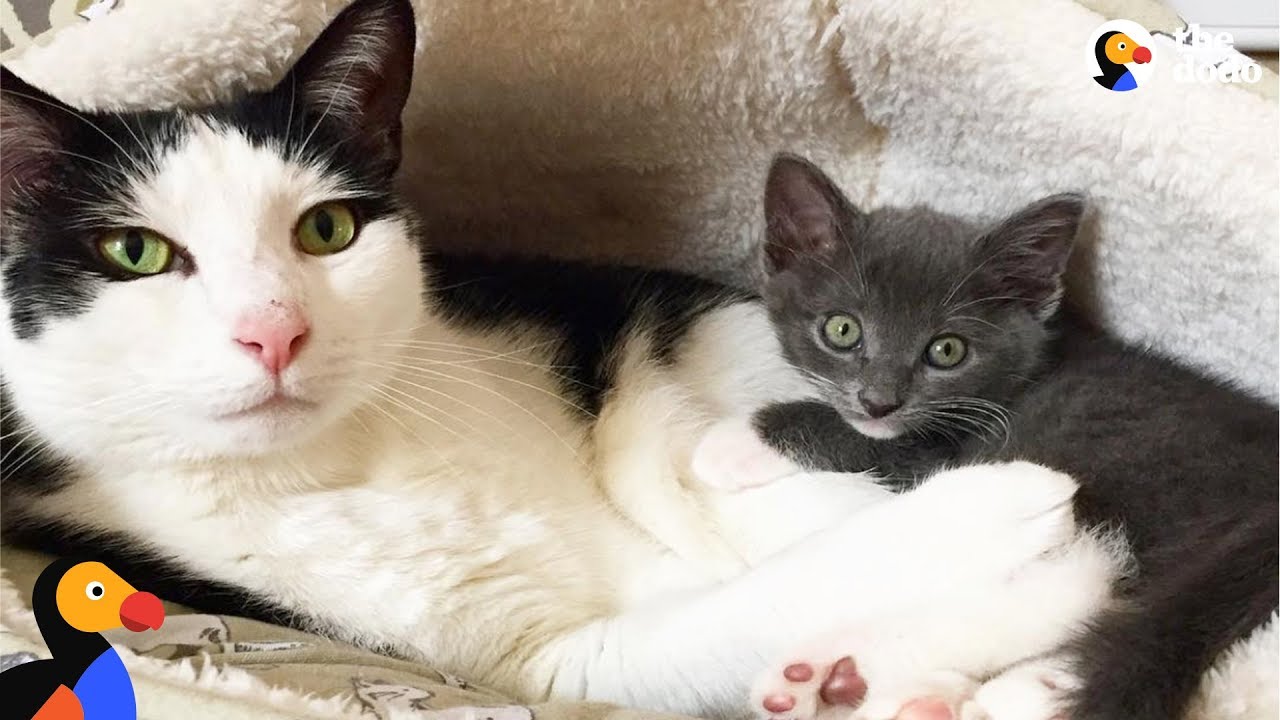 Cat Learns To Open Door To Meet New Foster Kittens - POKEY