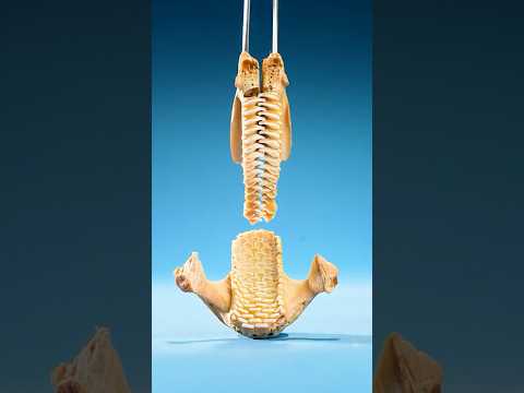 The Strange Bones Inside a Parrotfish