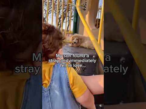 My Son Found a Puppy at the Park 🥹 #wholesome #animals #dog #puppy