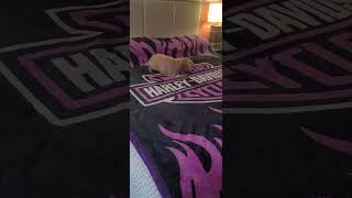 Get your own bed..