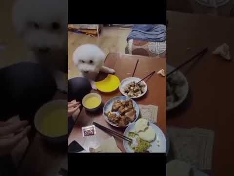 This is  the smartest  puppy I have  ever 👀!!!