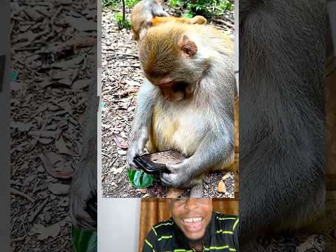 Monkeys is watching a movie