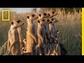 Meerkats and Puff Adders Interaction