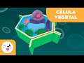 Células Vegetais e Suas Funções