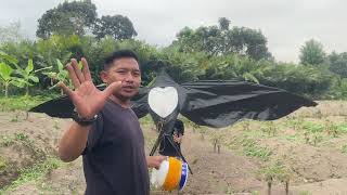 Layangan Elang 🦅 VIRAL 2025 #layangan #viralvideo #goldenhour 
