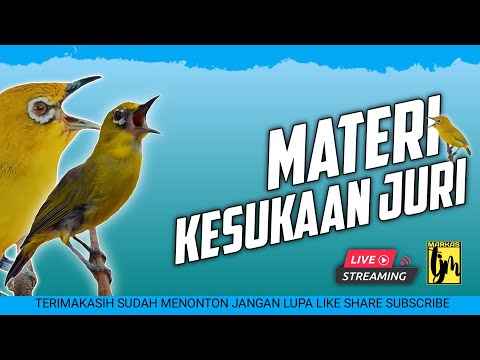 🔴  LIVE masteran pleci materi paling disukai juri