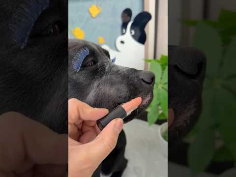 O Papai Se Enagnou 🐶😂