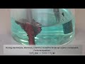Electrolysis and Chemical Reactions