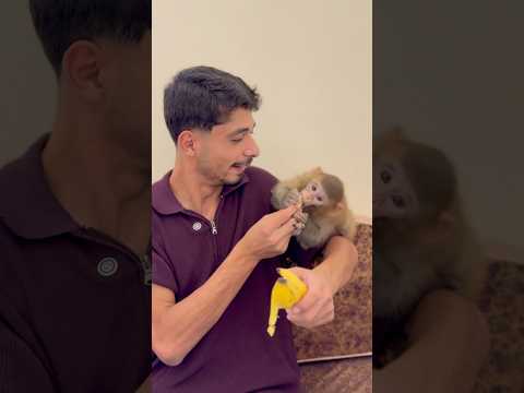 ‏اشتريت قرد 🙈 ‏الأب العربي باختصار 😂💪🏻) نزار الحموي #shorts ￼￼
