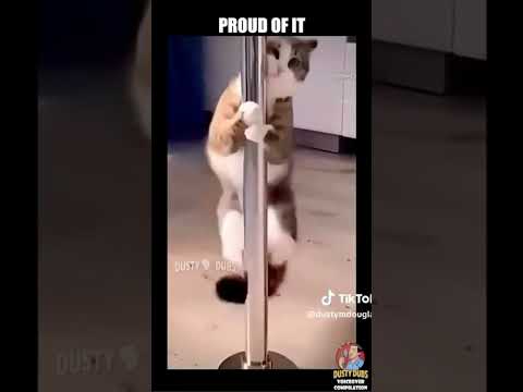 Cat memes part 3 (not mine) #funnycatmemes