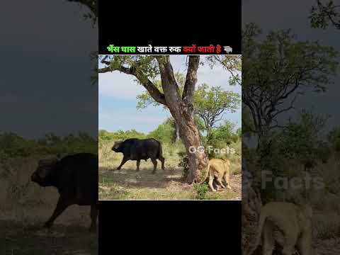 Why Buffalo Stop While Eating Grass 🐃 #facts #shorts #youtubeshorts