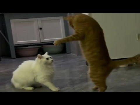 FUNNY CATS and DOGS 🐱🐶 Funniest Animal Videos