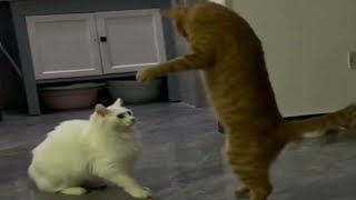 FUNNY CATS and DOGS 🐱🐶 Funniest Animal Videos