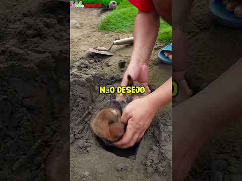 O CACHORRO TA VIVO #shorts #humor