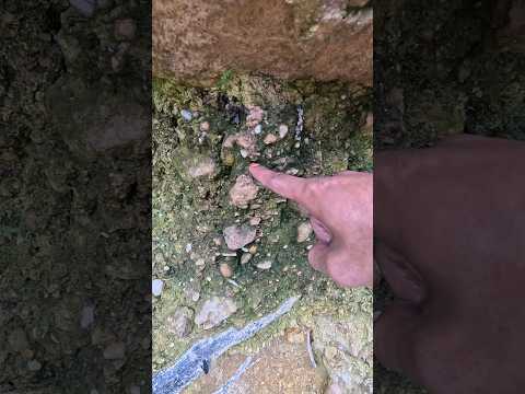 So Crazy..,😱😱,‼️we got $999,99 in one pan. #golddiscovery #goldprospecting