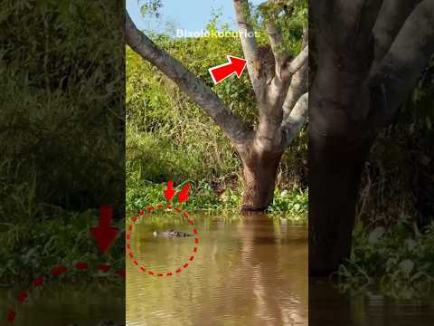 Situações inusitadas que acontecem no reino animal #curiosidades #animais #bichos