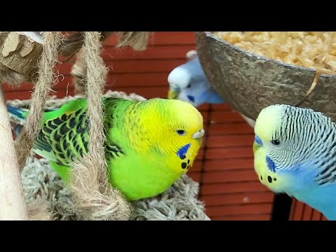 budgie sounds for relaxation