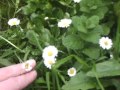 Daisy Facts and Trivia