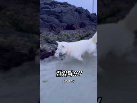제주도 광어잡는 강아지 보솜이 #해녀개 #월정리