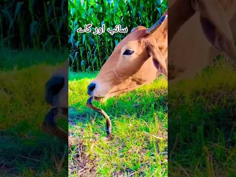 🌹Quran🌹recitation🌹beautiful voice #ytshorts #shorts #viralshorts