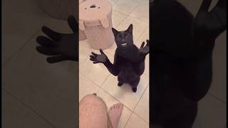 Clapping cat 😳 #shorts