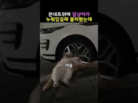 길냥이가 누워있길래 불러봤는데 #고양이 #cat