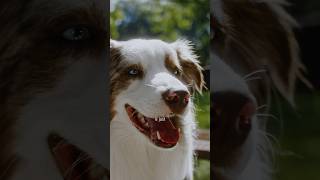 What is living on your dog's skin? | ZEISS