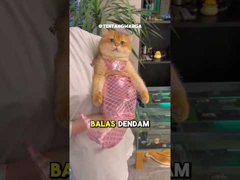 Kucing yang terkutuk 😪