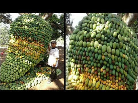 AS FRUTAS MAIS INCRÍVEIS DO MUNDO QUE VOCÊ PRECISA VER