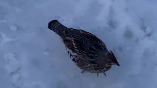 Grouse Encounters of the Bird Kind- Wild Ruffed Grouse Comes Close to Humans and is Unafraid