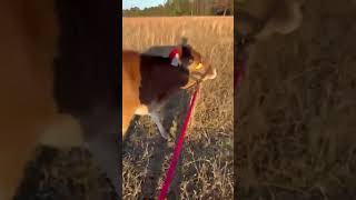 Hiking Holly is Working Hard to get Her Steps In!  #MiniJerseyCow #hikelife  #hikemoreworryless