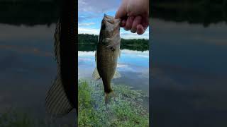 Fishy rip Oliver Tree ￼
