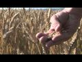 Texas A&M AgriLife Impact and Goals