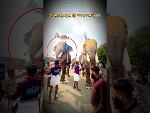 പേരിനോട് ഇത്രെയും നീതി പുലർത്തുന്ന ആന 🥵🥵🥵#shorts #trending #kodumudi #edit #aana