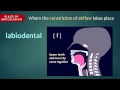 Articulatory Phonetics Concepts
