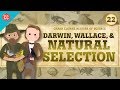 Darwin's Theory and Evolutionary Concepts