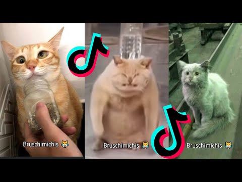 BRUSCHIMICHIS😹💗 3 hora de risa🐈💕! // #bruschimichis #humor