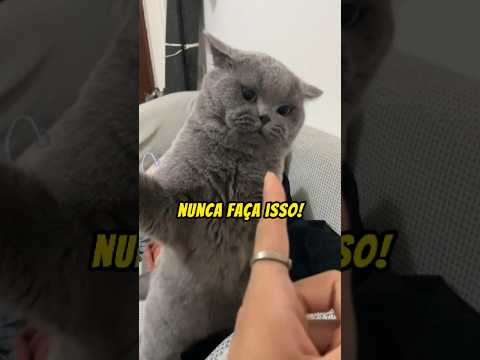 Nunca APONTE o DEDO para um gato
