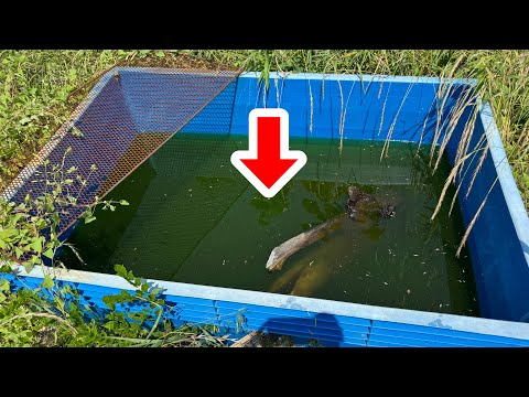 １年放置した800ℓタンクの水を全部抜くと生態系が出来上がってました