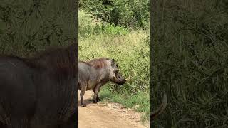 Kasongo The Legend! 🐗 #wildlife #animals #legend