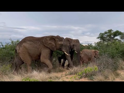 A Lion Runs Through the Herd and Elephants, Kumbura & Tokwe Quickly Protect Khanyisa!
