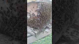 welcome to your new home ladies! latest swarm