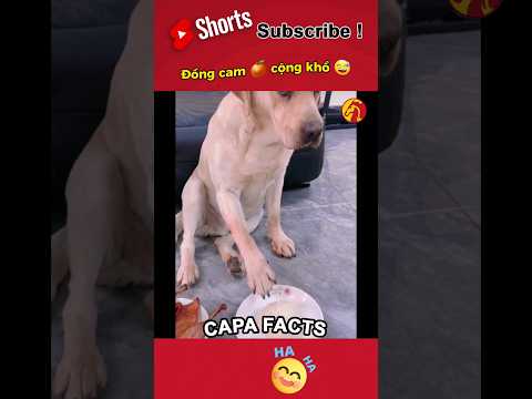 con ăn bánh bao 😅 #food #funny #animals #pets #comedy #trynottolaugh #dog #family