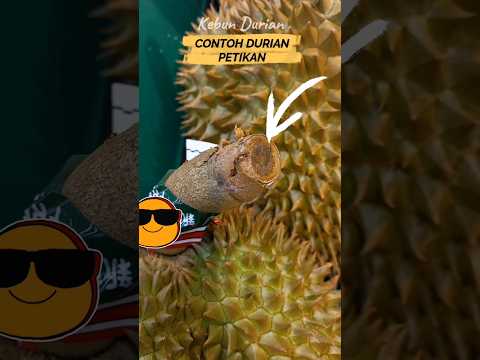DURIAN PETIKAN YANG DIJUAL DI SUPER MARKET #shorts #durian #montong #kebundurian #musangking