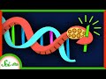 Understanding Cephalopod Adaptations