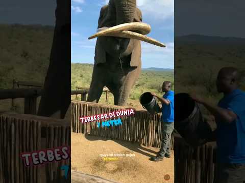 Gajah Terbesar Dan Tertinggi Di Dunia - gajah africa #gajah #elephant #africa